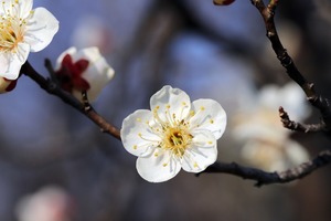 Register Now for SSDA's April Webinars!