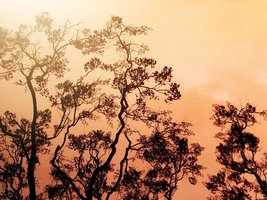SSDA Hosts Webinar for Schools in Dealing with Wildfires